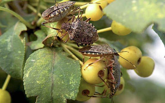 Tim Hye_CABI_Marmoierte Baumwanze, Halyomorpha halys_Web